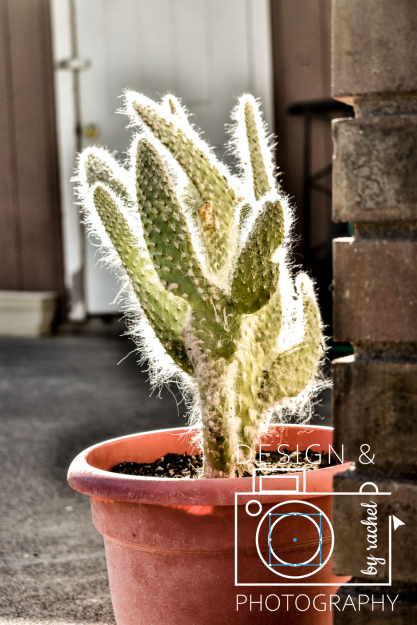 Design and Photography by Rachel Ordinary Spot Photography cactus