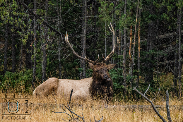 Design & Photography by Rachel Cool Yellowstone Pictures elk