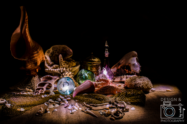 Design and Photography by Rachel Still Life Light Painting photography seashells
