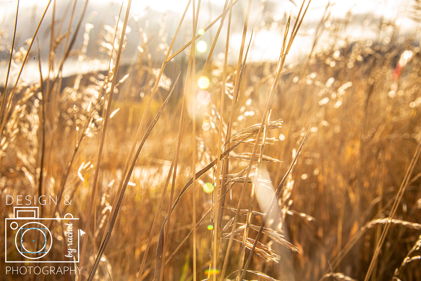 Rachel Nielson Portfolio Professional Imaging Portfolio - Golden wheat grass picture