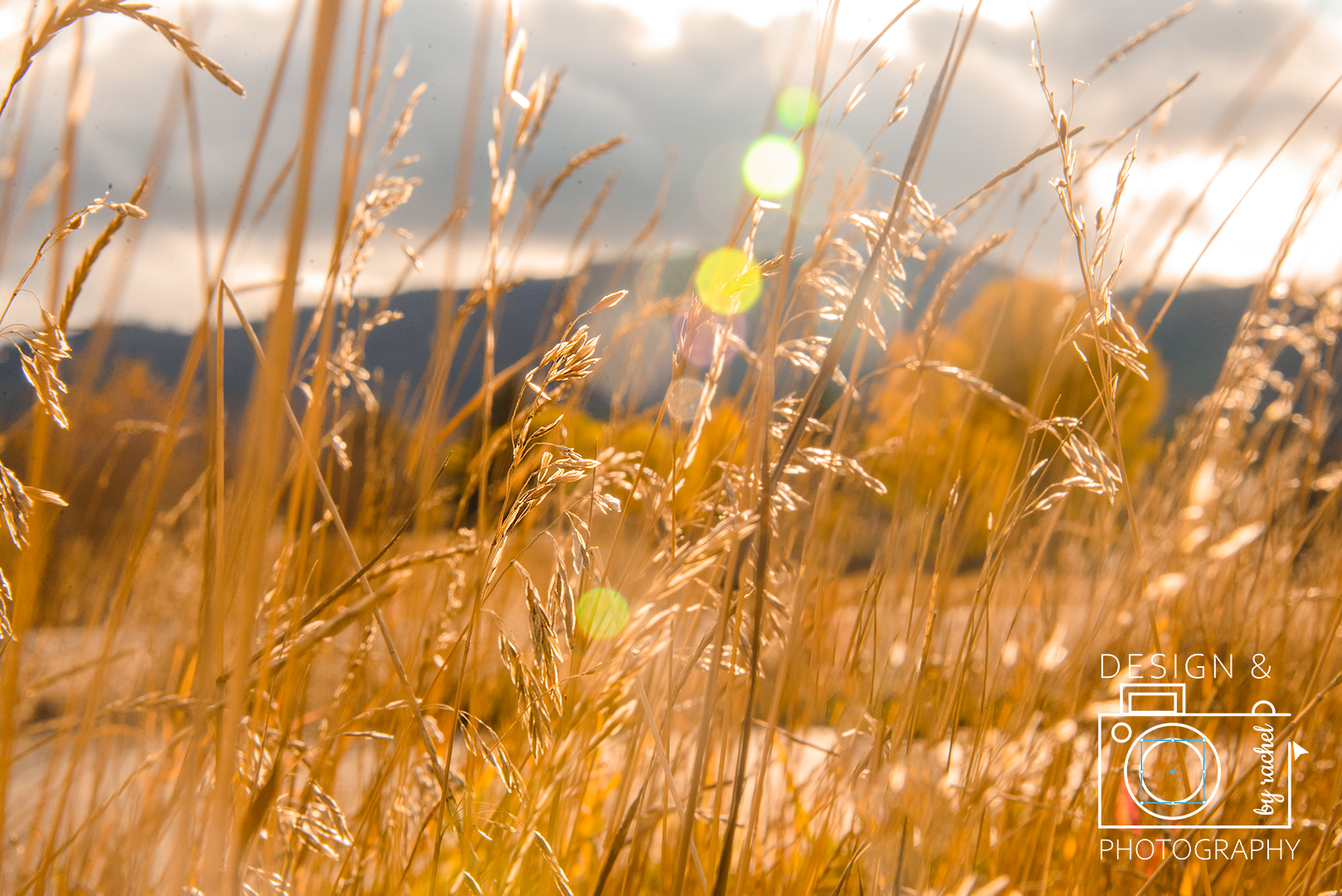 Rachel Nielson Portfolio Professional Imaging Portfolio wheat grass picture